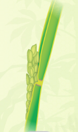 Top right image is stage R3 of panicle exertion from boot, and tip of panicle is above collar of flag leaf.