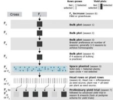 Chapter 6: Breeding Methods – Crop Improvement