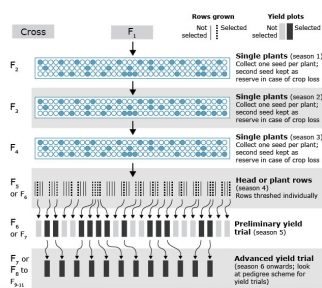 Flow chart of single seed descent method of breeding. Single plant selected and self-pollinated generation to generation until uniform row planted for seed for subsequent yield trials.