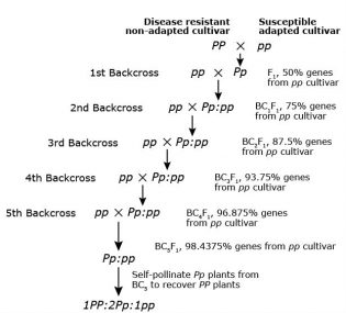 Flow chart of backcross method of breeding, where the F1 of a two parent cross is crossed back to the susceptible adapted parent for five generations before self pollinating the final backcrossed F1.