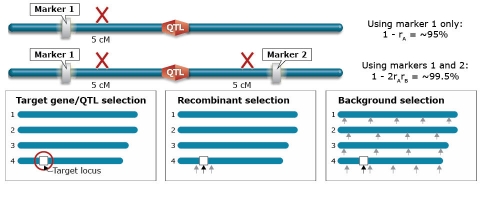 Chart comparing target gene/QTL selection, recombinant selection and background selection; using 2 markers gives 99.5% efficacy compare to 95% with one marker.