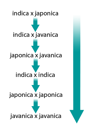 Flowchart of rice breeding of inter subspecies crosses followed by intra-subspecies crossing strategy.