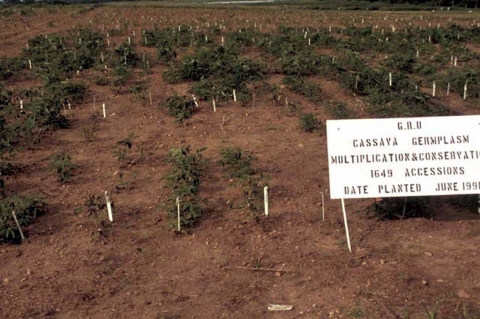 Field of cassava germplasm for multiplication and conservation