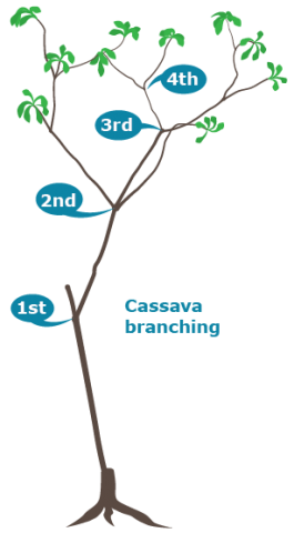 Cartoon showing the first through the fourth branching points.
