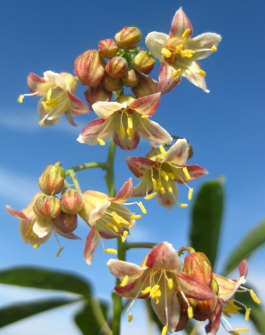 Cassava male inflorescence with yellow anthers.