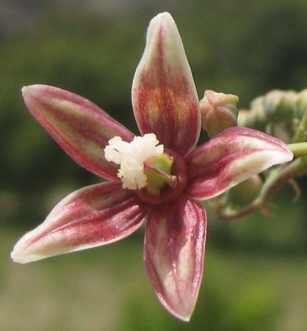 A female cassava flower with exposed white stigma.
