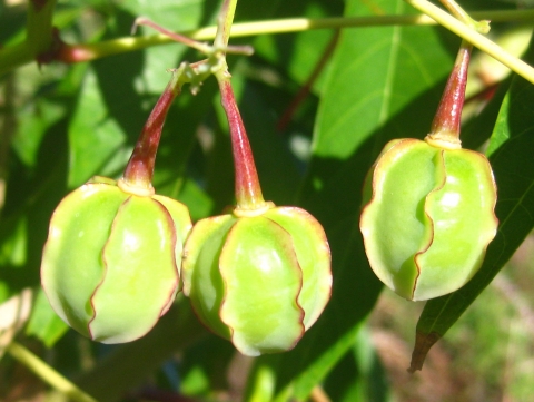 Cassava fruits