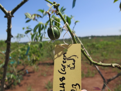 Hybrid fruit from crossing with a yellow tag of breeding parents.
