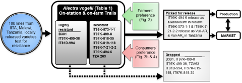 infographic on cowpea