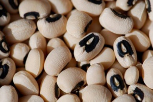 Seeds of popular blackeye cowpea showing black rim-like aril around the hilum.