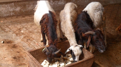 Goats eating cassava roots