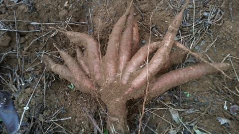 Freshly dug up cassava tubers.