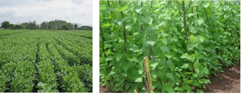 Photo of a field plot of bush type bean plants on the left and a plot of climbing type plants on stakes on the right side.