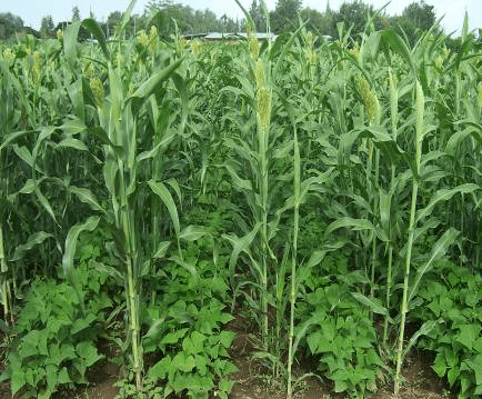 Image showing intercropping of bean and sorghum - one row of bean alternating with one row of sorghum at early flowering stage.