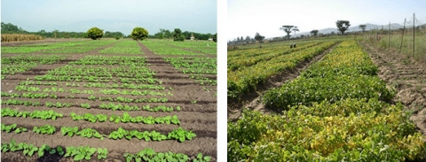 Image of single row field plots of young bean plants on the left and multiple row plots of senescing plant with yellow leaves on the right side.