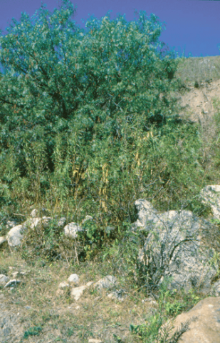 Photo of wild bean plants, P. vulgaris, with mature pods on hillside in Argentina.