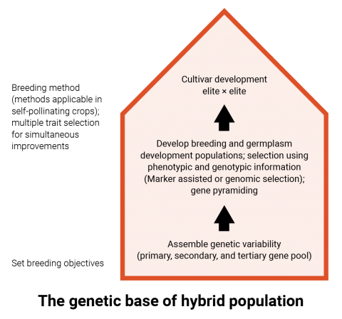 Breeding pyramid showing the progression from bottom of assembling genetically variable germplasm, upward to breeding and germplasm population development, topping up with the crossing of elite genotypes for improved lines evaluation.