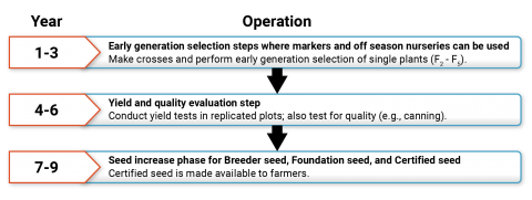 Protocol of breeding operations consisting of early generation selection followed by yield and quality evaluation, then seed increase of Breeder, foundation and certified seeds.