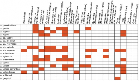 Chart shows resistance responses of various Arachis species to different pests and diseases as red shaded boxes.