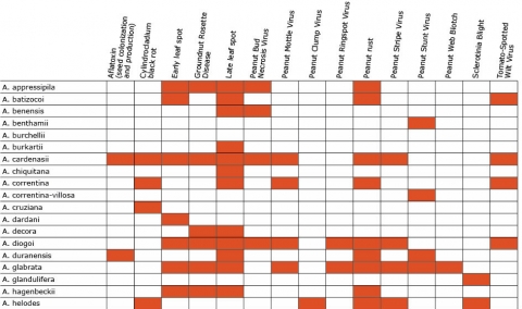 Chart shows resistance responses of various Arachis species to different pests and diseases as red shaded boxes.