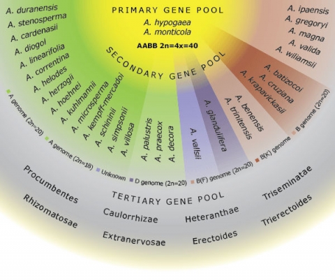 Semi circular chart showing Arachis species belonging to the primary gene pool in the center followed by those in the the secondary gene pool and outward to those belonging to the tertiary gene pool.