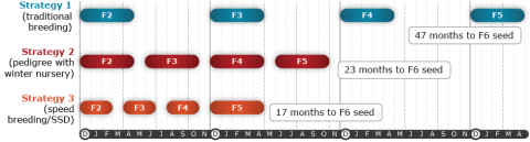 Chart compares three breeding strategies on the left axis for the duration to trait fixation for F6 seeds on the horizontal axis; speed breeding using SSD takes the shortest time (17 months), followed by pedigree with winter nursery (23 months, and traditional takes the longest time (47 months).