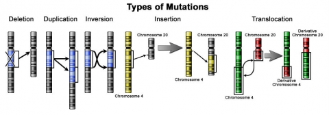 Chromosomal cartoons showing deletion, duplication, inversion, insertion and translocation types of mutations.