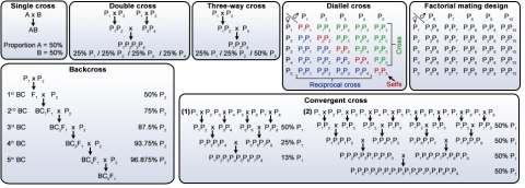 Chart of single-, double-, tree-way-, diallel-, factorial mating design-, backcross- and convergent cross types.