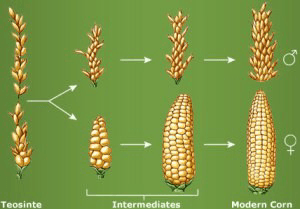 Ancestral individually husked maize kernels to modern day maize ears.