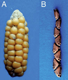 Two images: Left, small-eared form of maize. Right: Ear of pure teosinte. No scale is given, but the images suggest that the two samples are about the same length.
