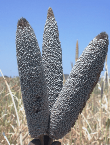 Three panicles of millet filled with the typical grey colored grains.
