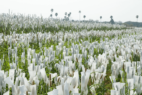 Pearl millet breeding nursey with white shoot bags covering flowering panicles to prevent stray pollen from fertilizing those panicles, to ensure controlled crossing to be done by the breeding crew.