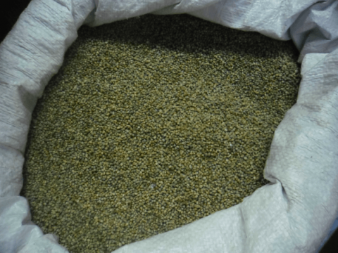 Greenish-cream colored pearl millet grain in a bag.