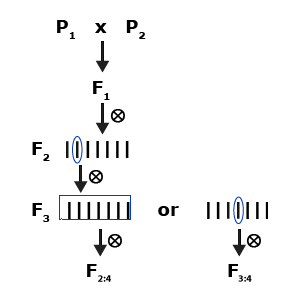Self pollination of F1 from biparental cross, and selfing of F2, F3 lines to inbreed.