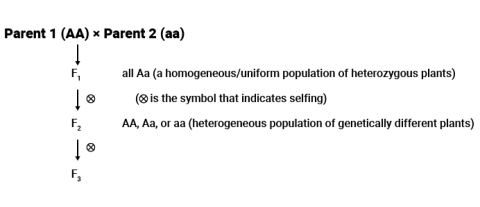 Two parent cross and F1 selfed to F2 which is selfed to F3