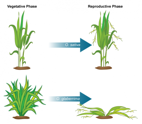 Photo comparing vegetative and reproductive stage of plants of the sativa species (plants remain erect in both stages) with the glaberrima species (prostrate during reproductive stage).
