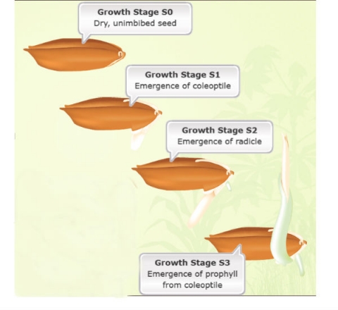 Photo of the different stages of growth from unimbibed rice seed to emergence of the prophyll and coleoptile.