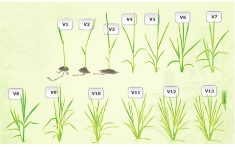 Photo showing V1 (single leaf) through V13 (flag leaf fully expanded) stages of growth of rice plant.