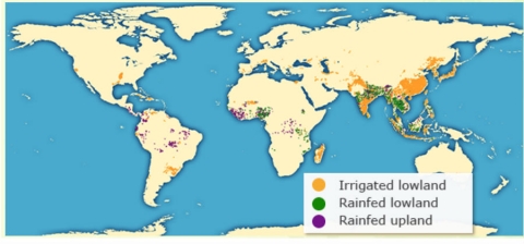 Map of the world different ecological types of rice - yellow colored dots for irrigated, green for rainfed lowland, and purple for rainfed upland rice.