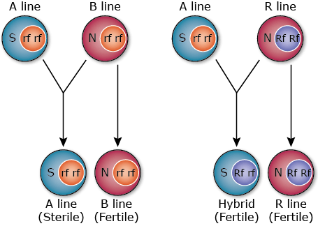 Schematic of hybrid seed production in rice with three-line (A, B, R) system. Cross B-line homozygous for recessive rfrf alleles for fertility restoration with normal cytoplasm as male to A-line with sterile cytoplasm and with rfrf alleles to produce A-line and self B-lines to increase it; then cross A-line with R-line homozygous RfRf for fertility restoration and normal cytoplasm as male to produce fertile hybrid plants with sterile cytoplasm, but Rfrf, and self R-line to increase it.