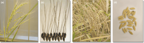 Few and sparsely filed branches on a panicle of wild rice with seeds having awns several fold longer than the grain, compared to modern rice panicle with many branches densely field with awnless grains.