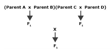 Flow chart of a double cross - F1s from two separate single crosses are crossed for final F1.