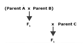 Flow chart of three way cross involving Parents A, B, and C.