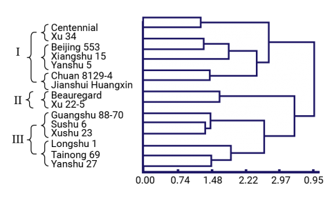 A dendrogram showing three major groups among fifteen genotypes based on scoring of 22 morphological traits.