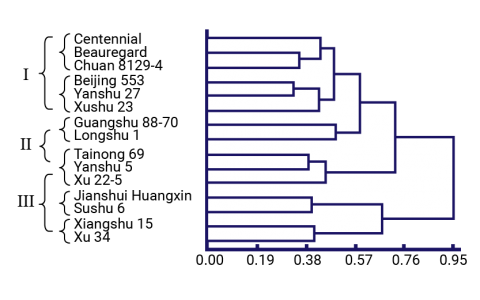 A dendrogram showing three major groups among fifteen genotypes based on RAPD and ISSR marker classification.