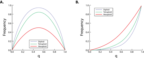Graphs show in panel A, that at allele frequency of 0.5 the frequency of expression of genotypic trait is at the highest (highest for diploid -purple line, followed by tetraploid - green line, and least for hexaploid - red line, while expression of a phenotypic trait is the reverse with increasing ploidy level, and maximizes at allele frequency of 1, in right panel.