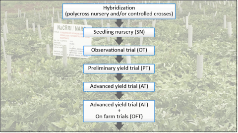 Protocol for hybridization polycross nursery and a series of observation in nursery followed by evaluations in multiple yield trials up to on farm trials.