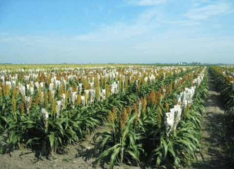 A field nursery of rows of plants with panicles covered in white shoot bags to keep out stray pollen and ensure complete self pollination. Panicles of plants in alternating rows are not bagged.