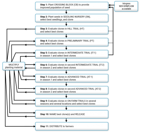 Schematic of multiple cycles of crossing, increasing seedlings for cloning for the concurrent evaluation and selection cycles (of preliminary, intermediate, advanced and on-farm stepwise trials) before selection of best clones for increase and distribution to farmers).