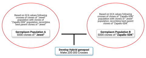 Chart showing a circle on the left of germplasm population A and on the right of germplasm population B, from which best A clone, e.g., "Jewel" is crossed to best B clone, e.g., "Zapallo" to develop the hybrid genepool.